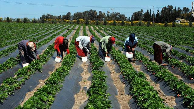 مساهمة القطاع الزراعي في الأردن أقل من 5 في المئة